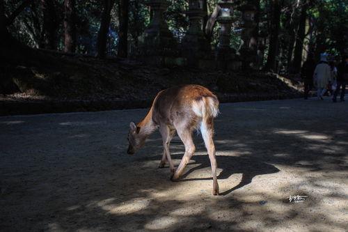 网红大鹿鹿,网红界的璀璨明星，带你领略网络魅力