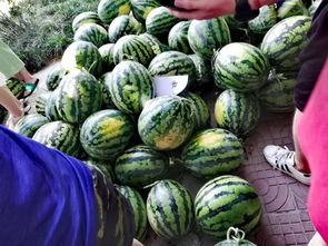 免费吃瓜大全,揭秘娱乐圈幕后故事，带你领略明星们的真实生活